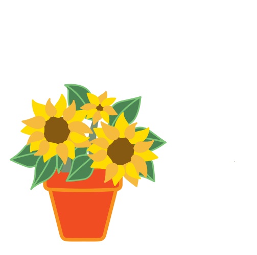 Solsikke
